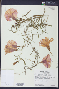 Ipomoea sagittata image