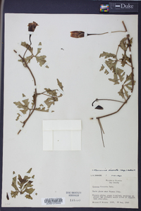 Merremia dissecta image