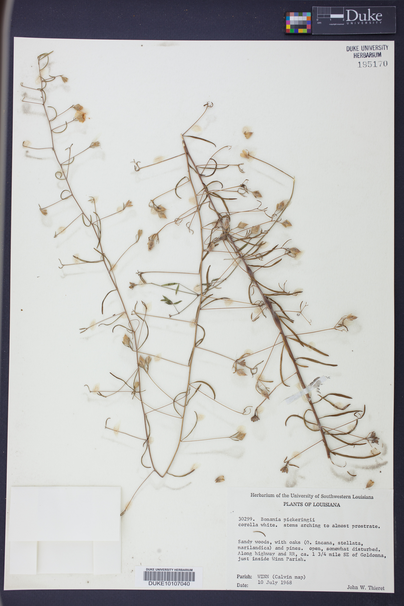 Stylisma pickeringii image