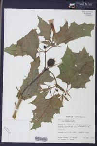 Datura stramonium image