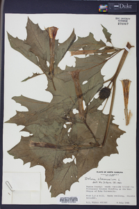 Datura stramonium image