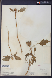 Datura stramonium image