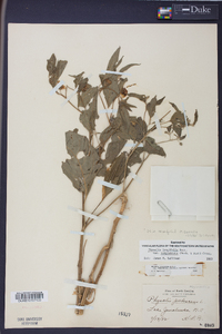 Physalis longifolia image