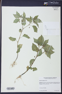 Physalis virginiana image