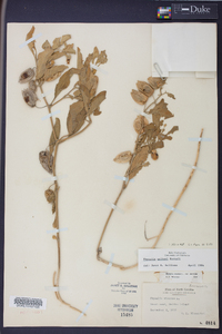 Physalis walteri image