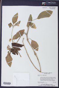 Physalis walteri image