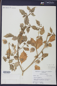 Physalis angulata image