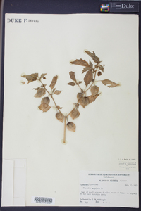 Physalis angulata image