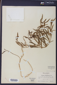 Physalis angustifolia image