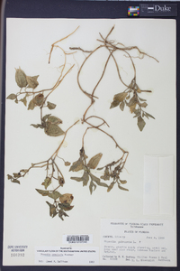 Physalis arenicola image