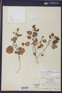 Physalis arenicola image