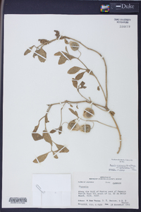 Physalis cinerascens image