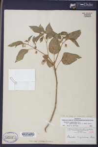 Physalis longifolia image