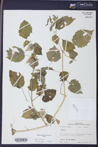 Physalis pubescens image