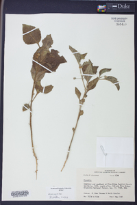 Physalis pumila image