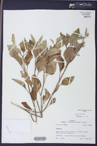 Physalis pumila image