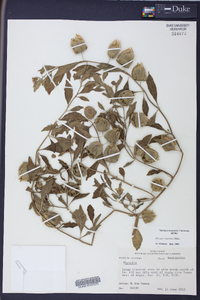 Physalis virginiana image