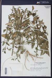 Solanum americanum image