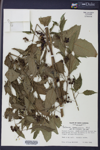 Solanum americanum image