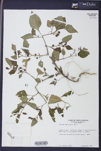 Solanum americanum image