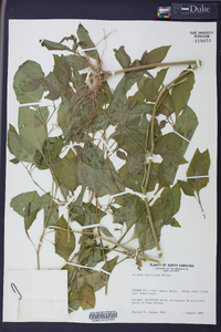 Solanum americanum image