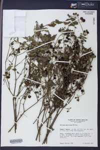 Solanum americanum image