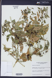 Solanum americanum image