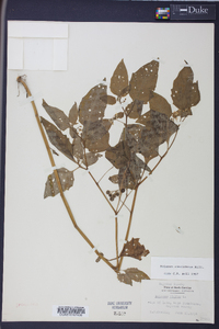 Solanum americanum image