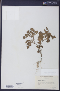 Solanum americanum image