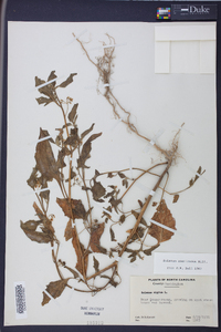 Solanum americanum image