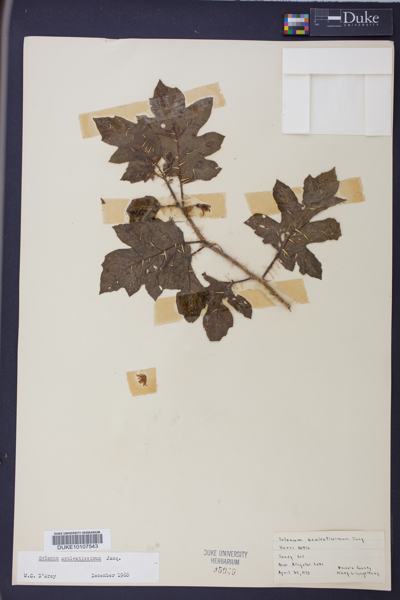 Solanum aculeatissimum image