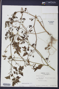 Solanum americanum image