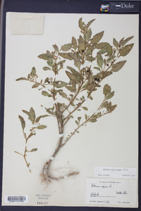 Solanum americanum image