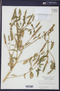 Sphenoclea zeylanica image