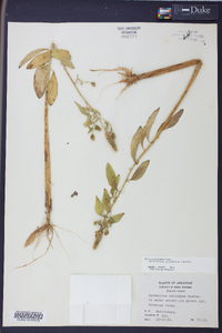 Sphenoclea zeylanica image