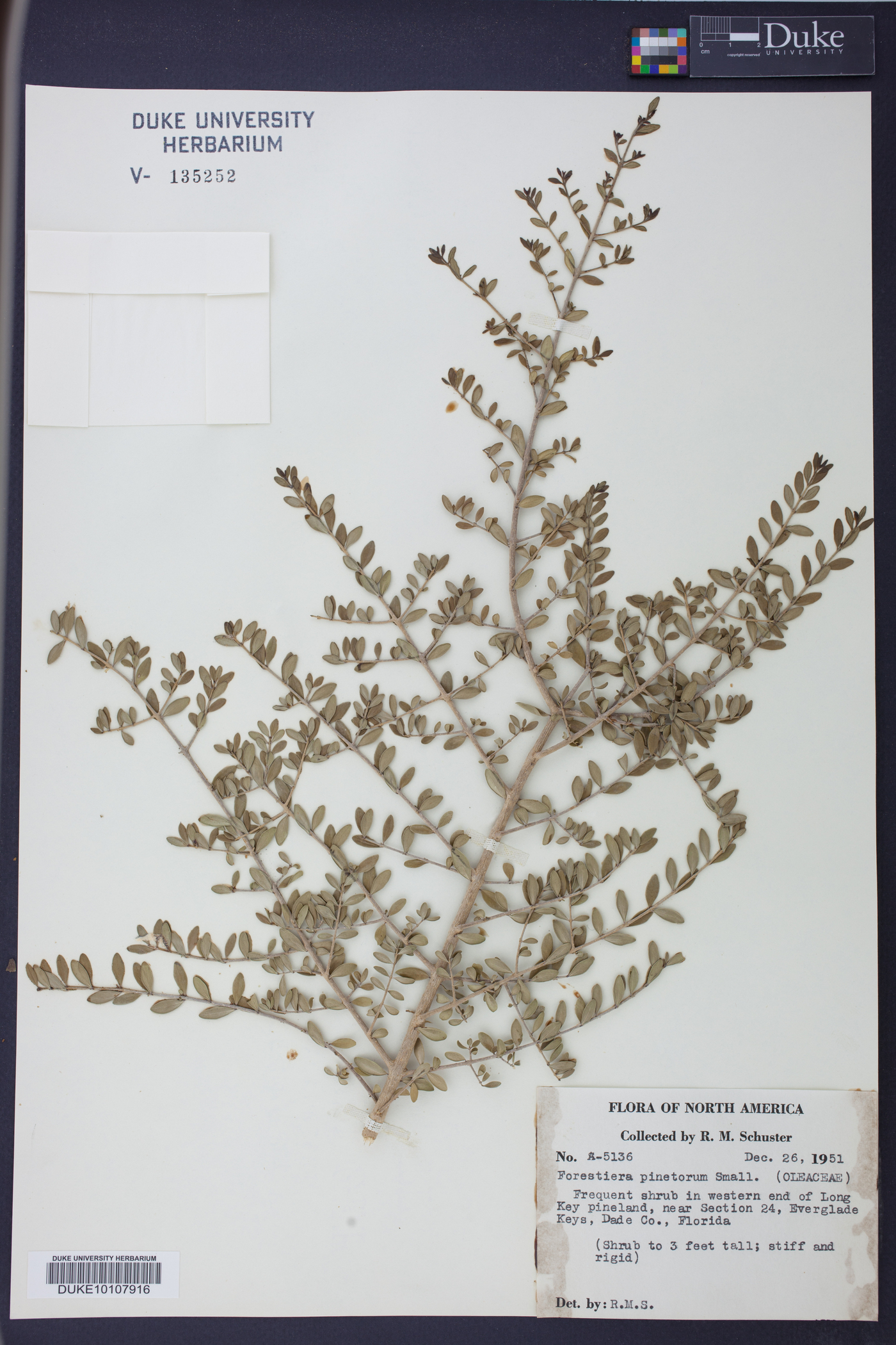 Forestiera pinetorum image