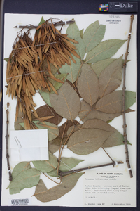 Fraxinus biltmoreana image