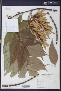 Fraxinus biltmoreana image