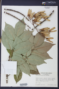 Fraxinus biltmoreana image