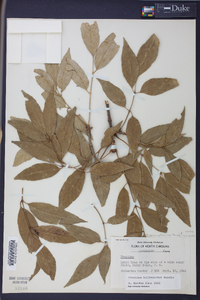 Fraxinus biltmoreana image