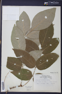 Fraxinus biltmoreana image