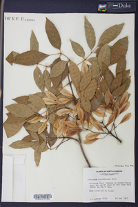 Fraxinus caroliniana image