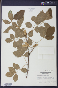 Fraxinus caroliniana image