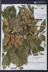 Fraxinus caroliniana image