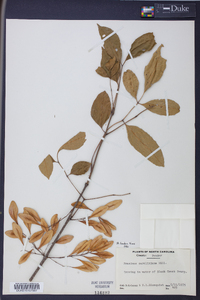 Fraxinus caroliniana image