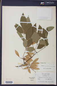 Fraxinus caroliniana image