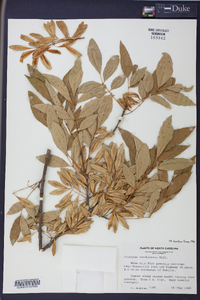 Fraxinus caroliniana image