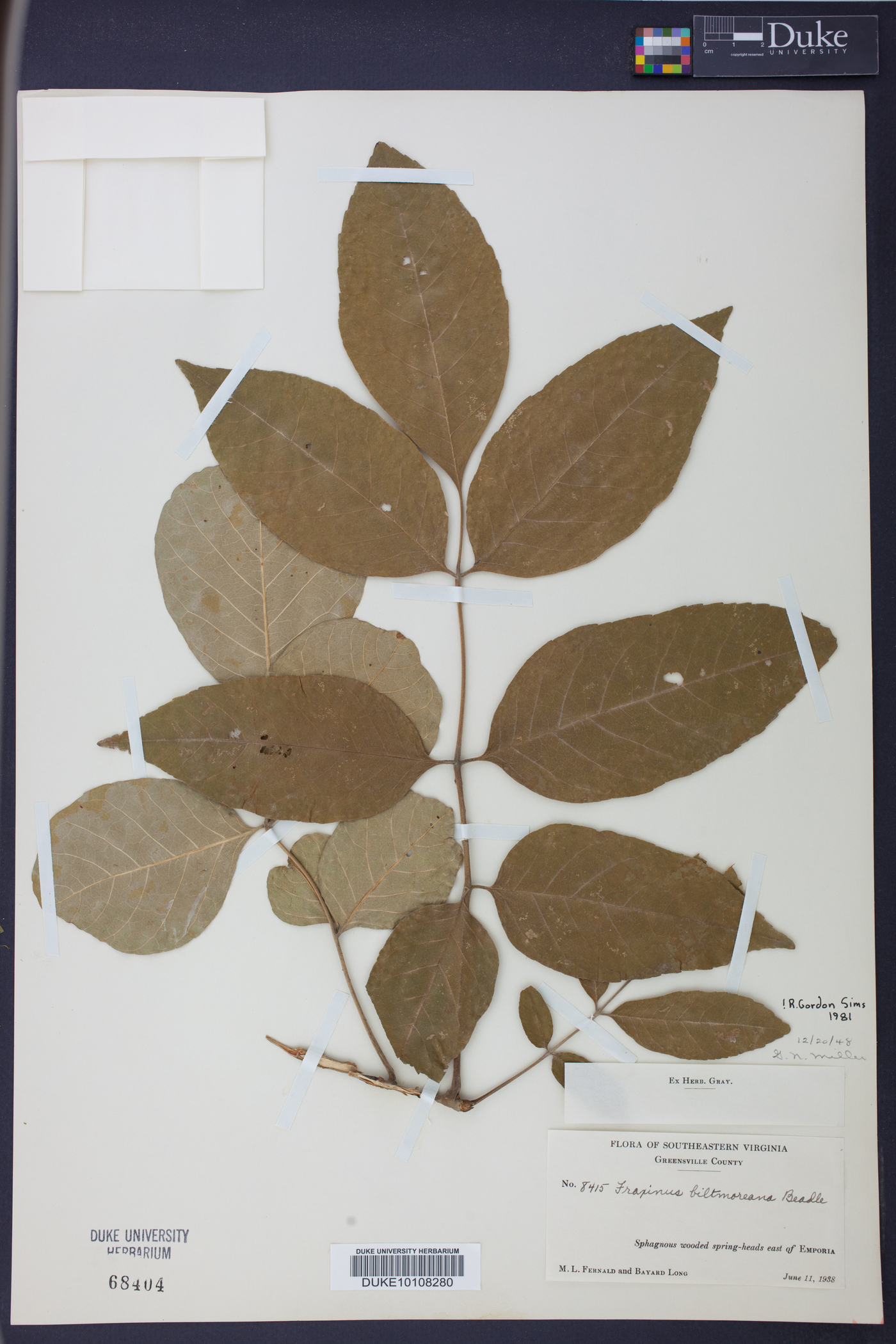 Fraxinus biltmoreana image