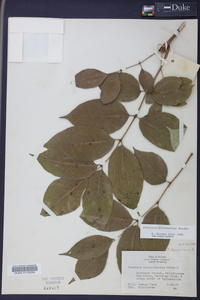 Fraxinus biltmoreana image