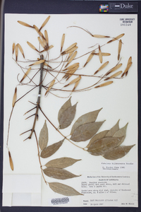 Fraxinus biltmoreana image